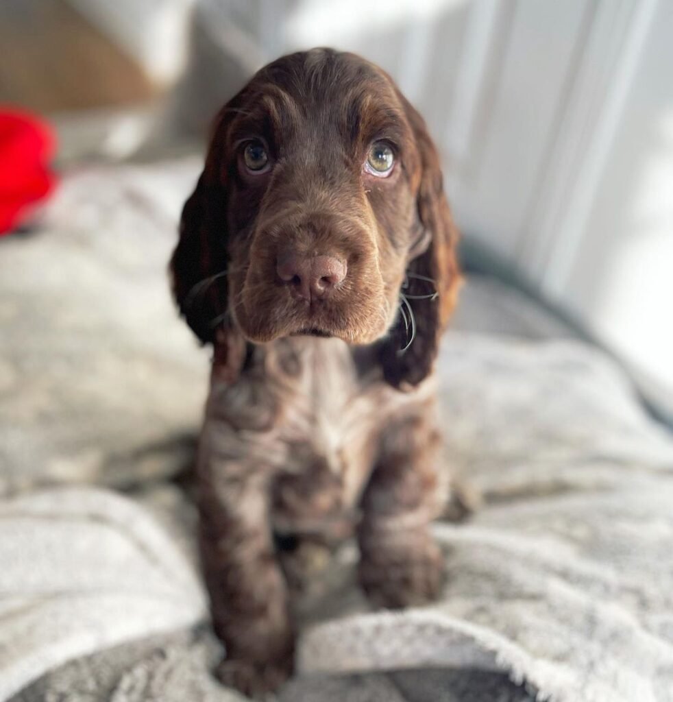 cocker spaniel puppies for sale