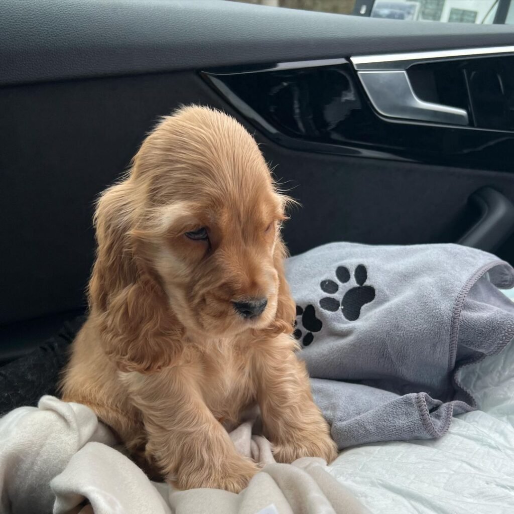 cocker spaniel puppies for sale