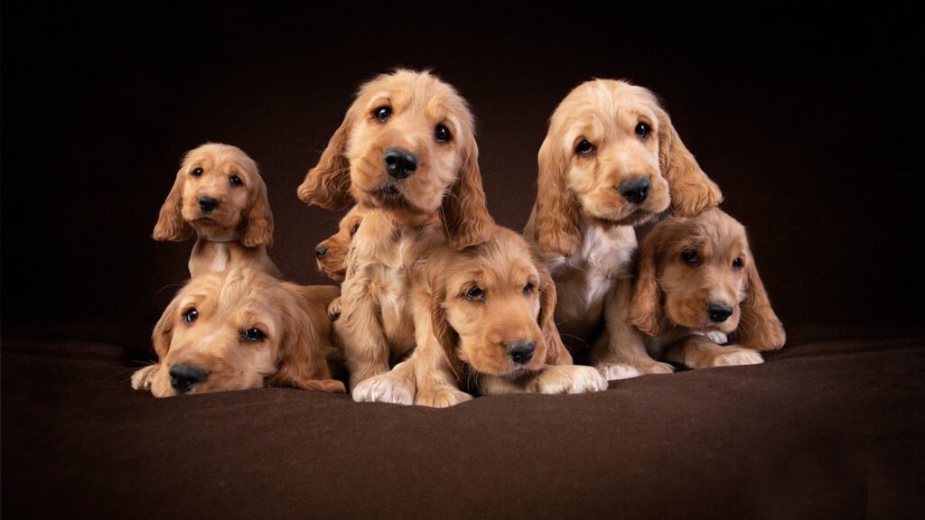 cocker spaniel puppies for sale