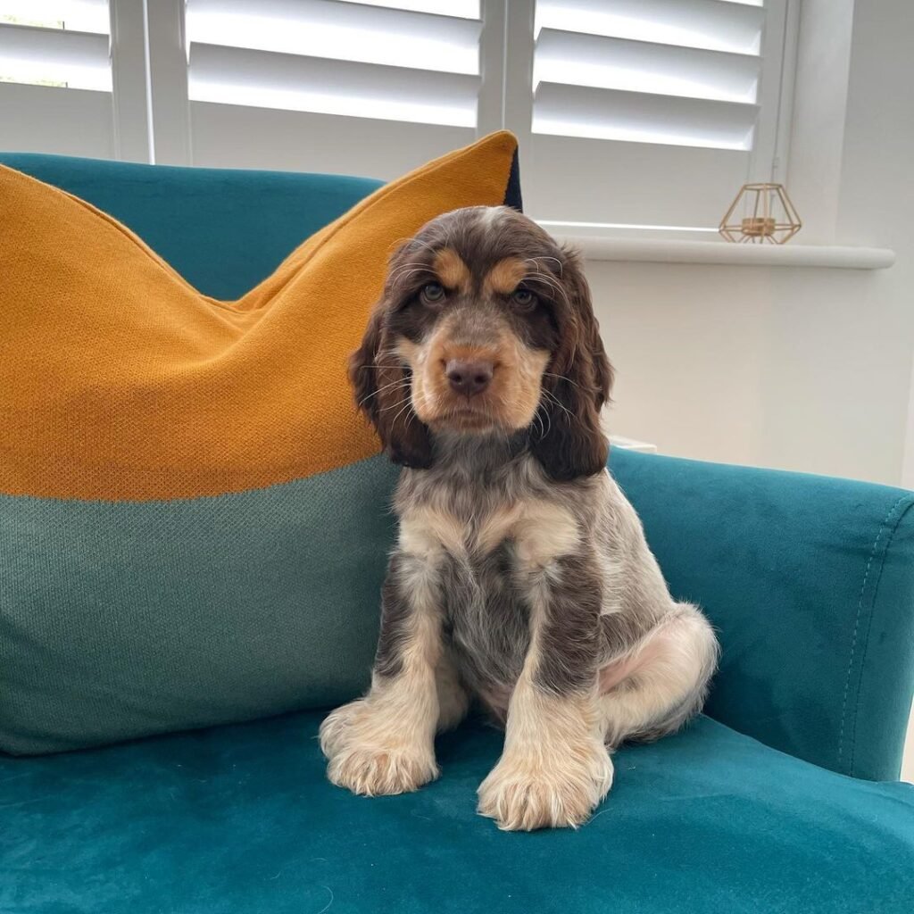 Cocker Spaniel Puppies for Sale