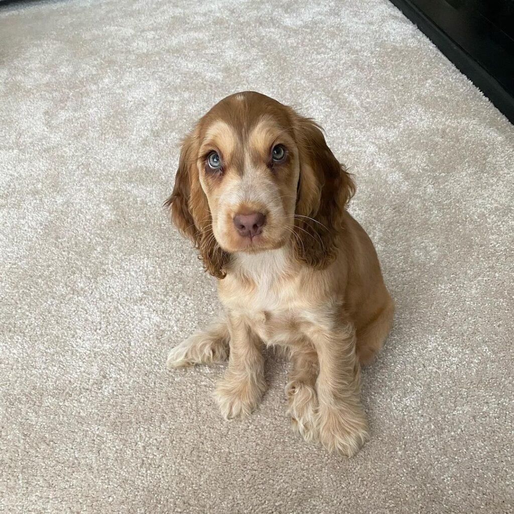 Cocker Spaniel Puppies for Sale