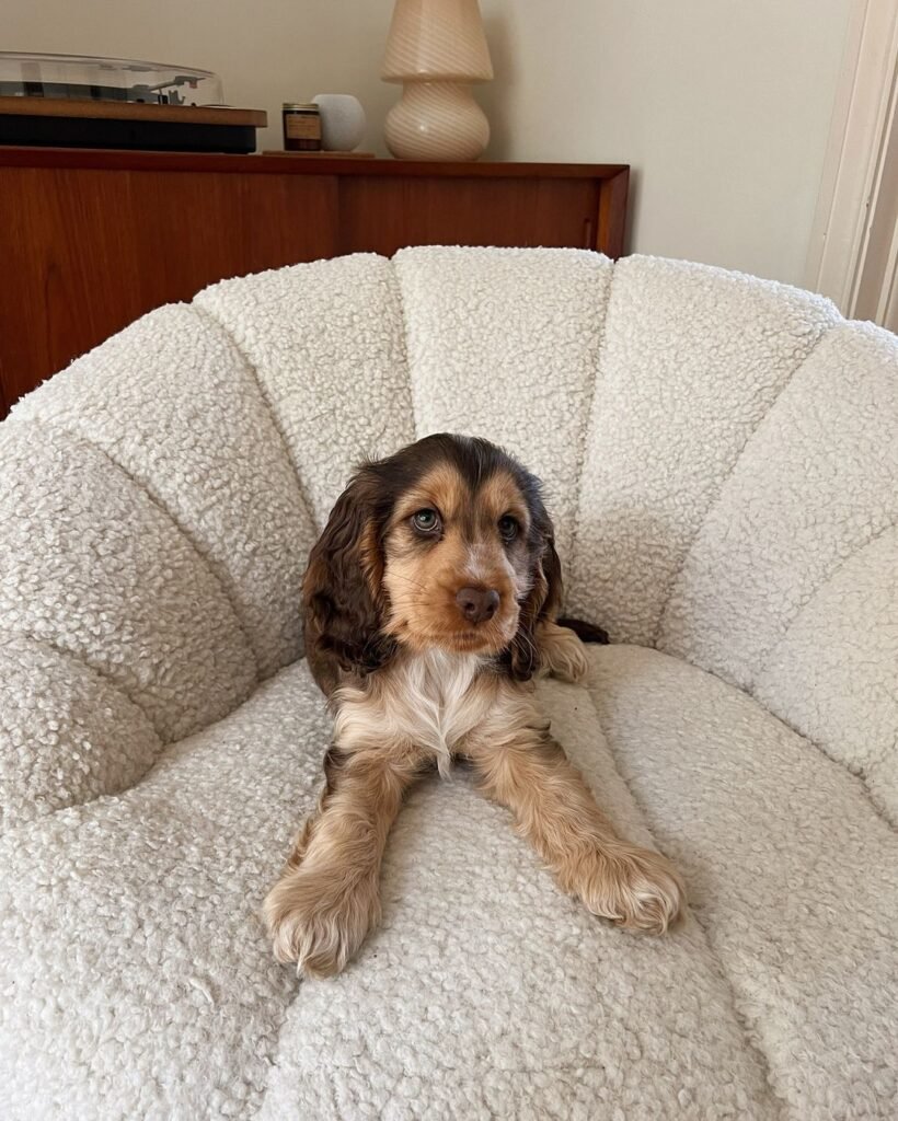 Cocker Spaniel Puppies for Sale